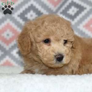 Petey, Bich-Poo Puppy